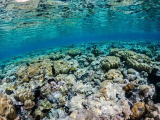 Amazing Red sea with colorful coral reef with exotic fishes
