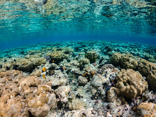 Naklejka na ściany i meble Amazing Red sea with colorful coral reef with exotic fishes