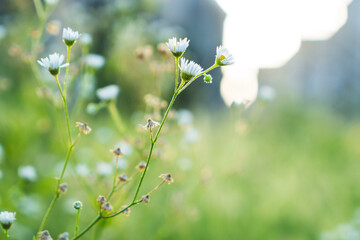 The early morning daisies
