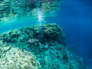 Fototapeta premium Young man dive at colorful coral reef in Red sea