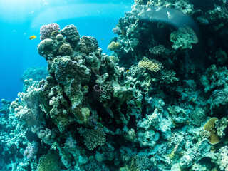 Naklejka na ściany i meble Wonderful underwater life in coral reef of Red sea