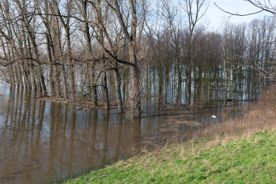 Rheinhochwasser 2021