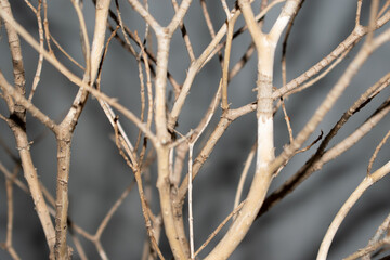 dry trees on a white background concept to stop global warming