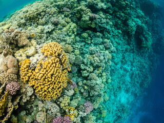 Naklejka na ściany i meble Wonderful underwater life in coral reef of Red sea