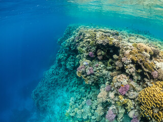 Naklejka na ściany i meble Amazing underwater life in colorful coral reef of Red sea