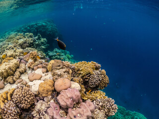 Amazing underwater life in colorful coral reef of Red sea