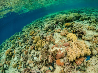 Beautiful view of colorful coral reef in Red sea