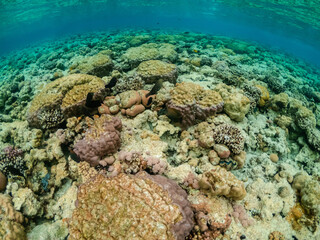 Fototapeta na wymiar Beautiful view of colorful coral reef in Red sea