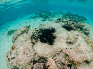 Photo of black urchins living in coral reef of Red sea