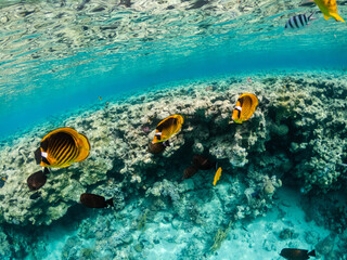 Naklejka na ściany i meble Amazing exotic yellow fishes in coral reef of Red sea