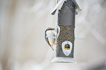Nuthatch sitting on bird feeder eating bird seeds