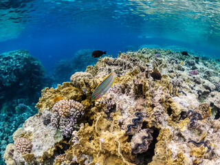 Fototapeta na wymiar Amazing colorful coral reef with exotic fishes of Red sea