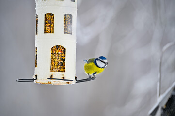 colorful bluetit eating seeds from a bird feeder