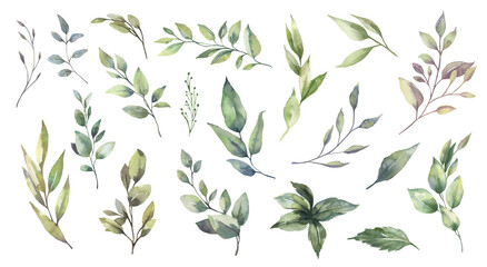 Watercolor floral illustration set - green leaf branches collection, for wedding stationary, greetings, wallpapers, fashion, background. Eucalyptus, olive, green leaves, etc. High quality illustration