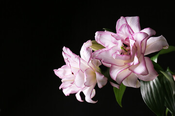 Fototapeta na wymiar Beautiful lilies on dark background