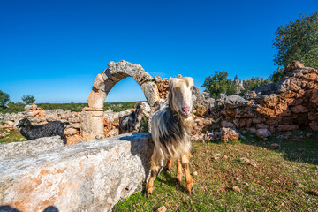 The ancient city of Lyrboton Kome, located in the Kepez on a hill in Varsak, discovered in 1910, an...