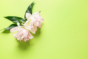 Fototapeta na wymiar Beautiful lilies on color background
