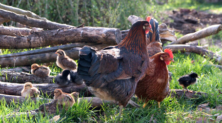 Mother hens with chickens. Chickens bouncing on wooden branches on spring green lawn. Domestic, friendly, free range welfare breeding. Natural poultry farming.  Vlaska, old traditional poultry breed