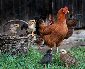 Mother hens with chickens. Chickens are playing in the basket. Domestic, friendly, free range welfare breeding. Natural poultry farming.  Vlaska, old traditional poultry breed