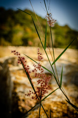 Grass flowers on mountain warm color tone during mid day. Blurred background for wallpaper and nature concepts