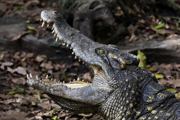 Close up crocodile is action show head in garden