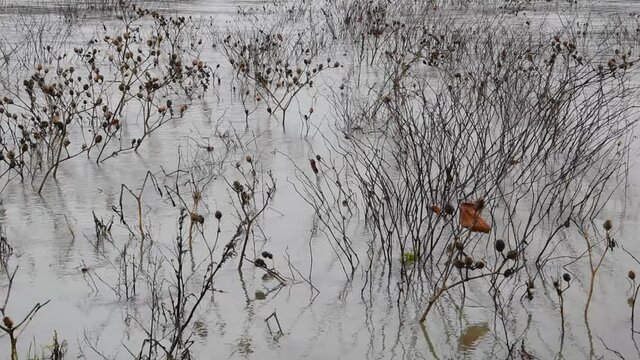 Dry plants (Japanese knotweed and Thistle) in the water during the Loire flood