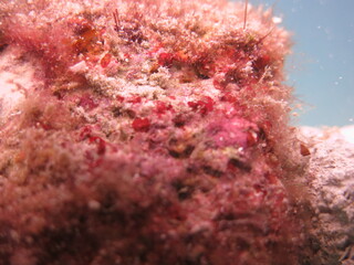 coralline algae attached at rock in the ocean floor