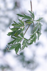 Leaf in wintertime