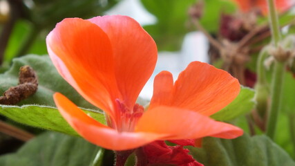 Orange flowers