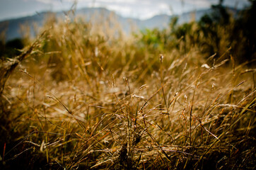 Fototapeta na wymiar Grass flowers on mountain warm color tone during mid day. Blurred background for wallpaper and nature concepts