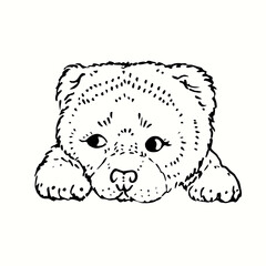 Cute fluffy puppy, sitting, face on paws. Ink black and white drawing. Vector illustration