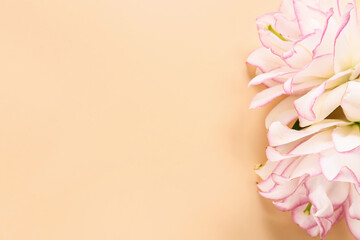 Beautiful lilies on color background