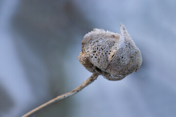close up of dried flower in winter