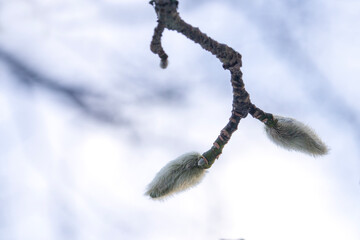 branch of a magnolia bud