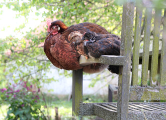 Fototapeta premium A hen is resting with her chickens on a chair in the garden. Breed Vlaska. Domestic, free range welfare breeding. Natural poultry farming in the garden.