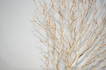 dry trees on a white background concept to stop global warming