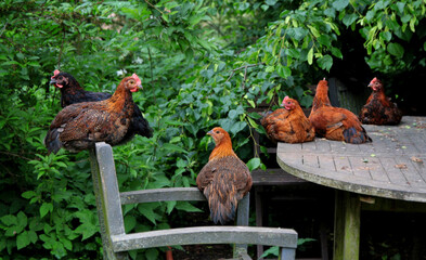 Fototapeta premium Young roosters and hens resting on garden furniture. Welfare, free range breeding of happy poultry. Funny chickens during a siesta.