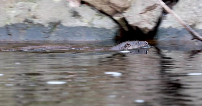 Euroasian otter, lutra lutra, swimming, gliding across river surface during winter in scotland.