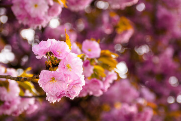 pink cherry blossom close up. beautiful nature scenery in morning light. spring freshness concept
