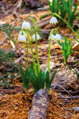 snowflake booming in the forest. beautiful wild flowers close up on a sunny day. early spring messenger concept