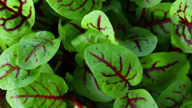 close up red sorrel leaves 