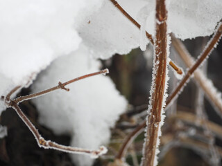 寒さで植物の枝に霜が付いた様子