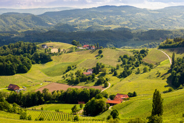 Obraz premium vineyard at the Austrian Slovenian border in Styria