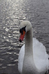 Fototapeta premium Swan