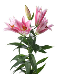 Fototapeta premium Beautiful lilies on white background