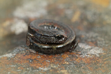 Closeup shot of a rolling up California slender salamander with bokeh background