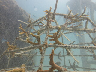 Artificial reef found at coral reef area at Malaysia