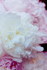 beautiful pink peony flower, romantic background, vertical picture