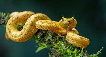 Eyelash Viper on a Branch