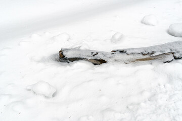 Wooden log under the snow. Snowfall broke a tree